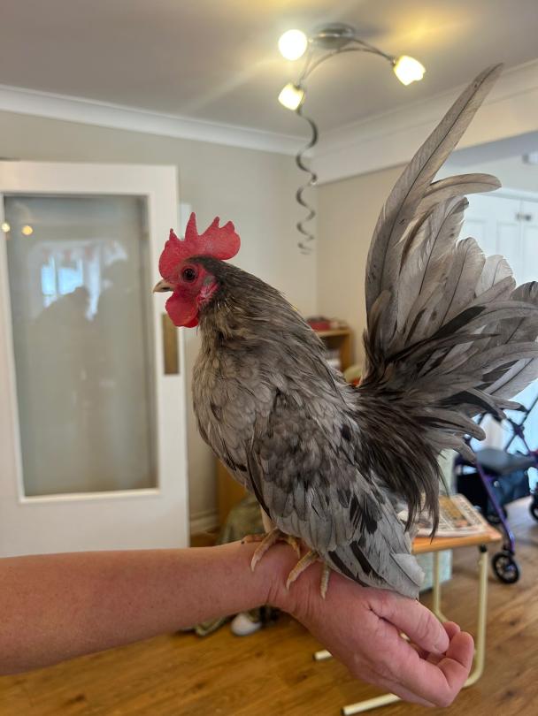 One of the wonderful feathered visitors to Dunwood Manor