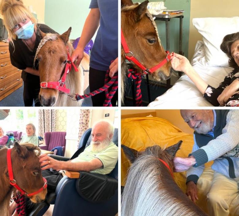 collage of nursing home residents petting therapy horse