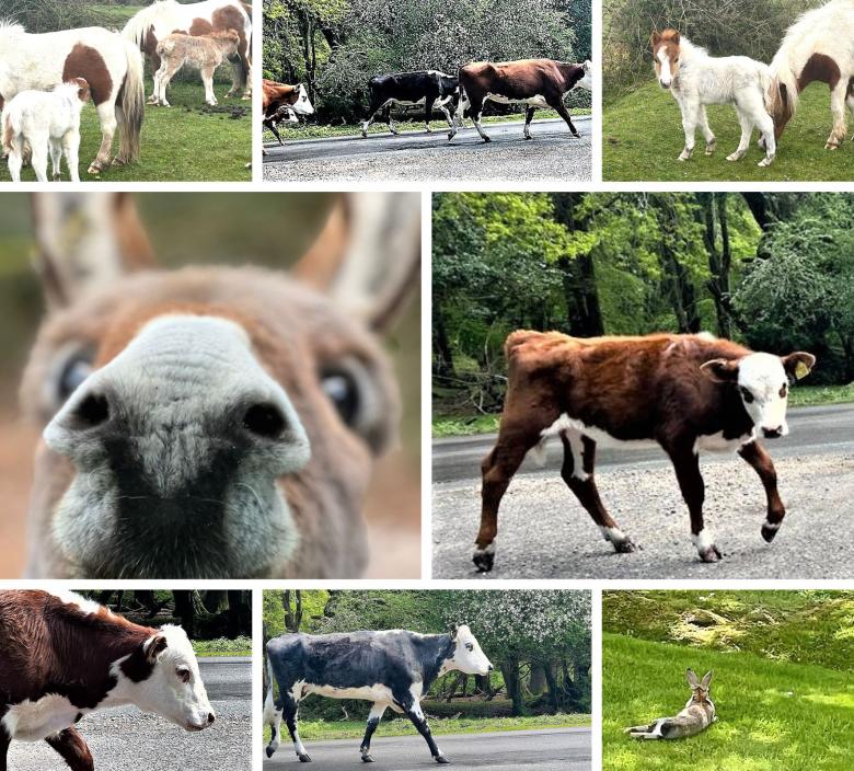 A collage of the beautiful surroundings of the New Forest care home