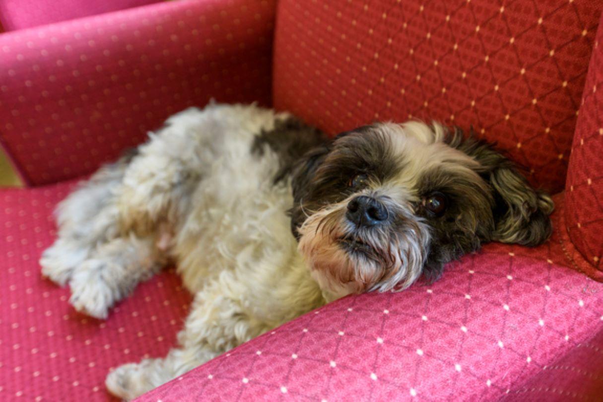 Dog laid on a sofa