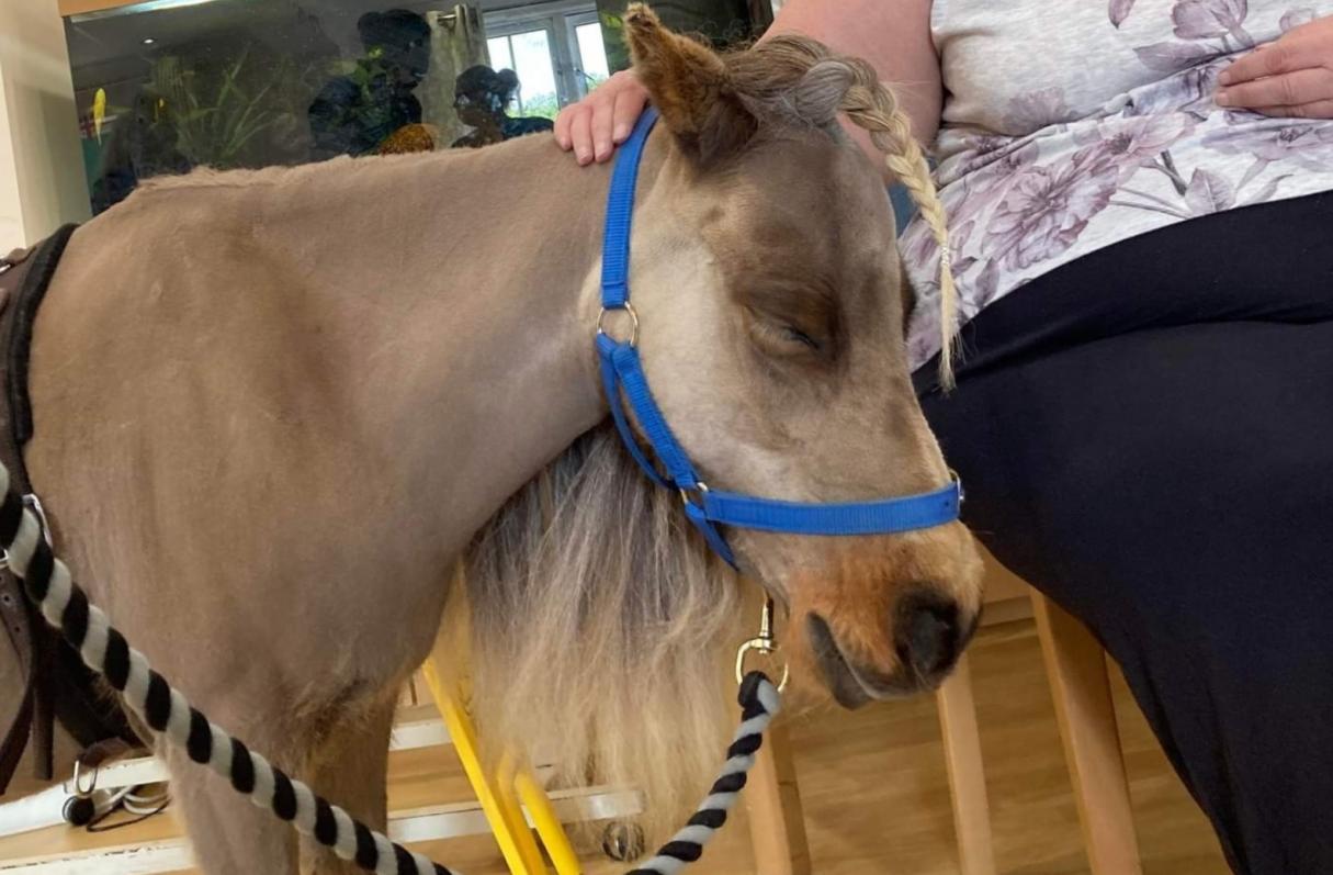 image of therapy horse visiting nursing home