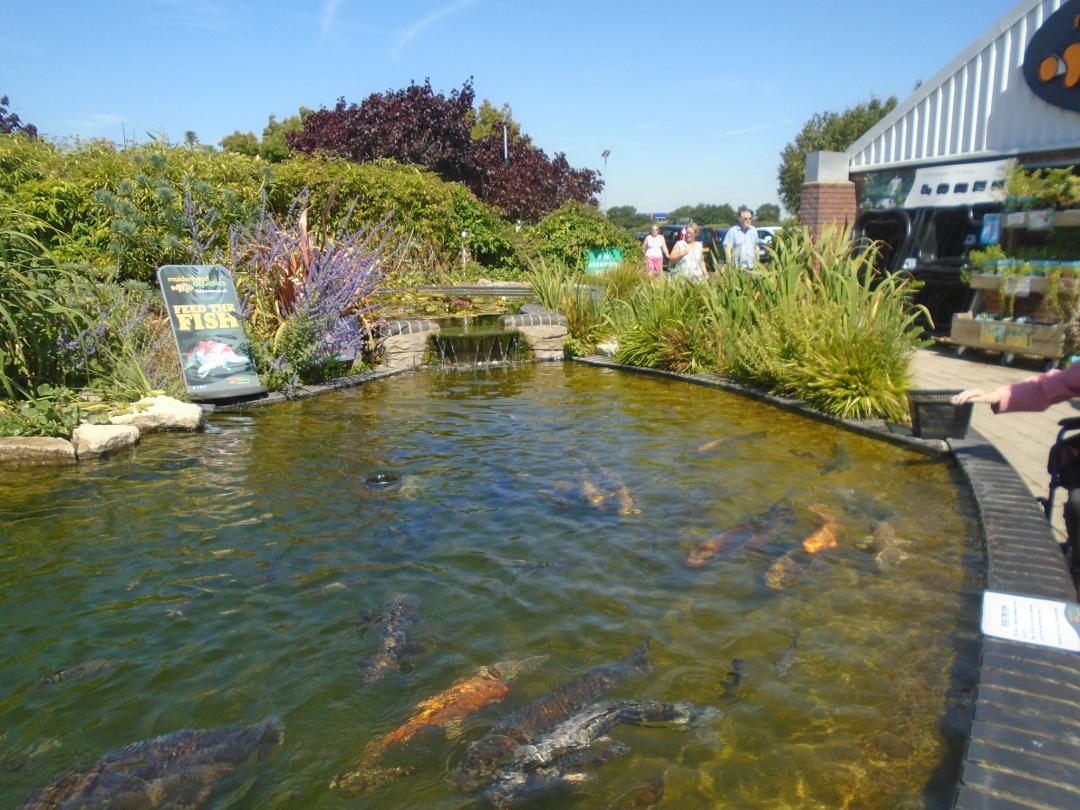 fish pond in an aquatics centre