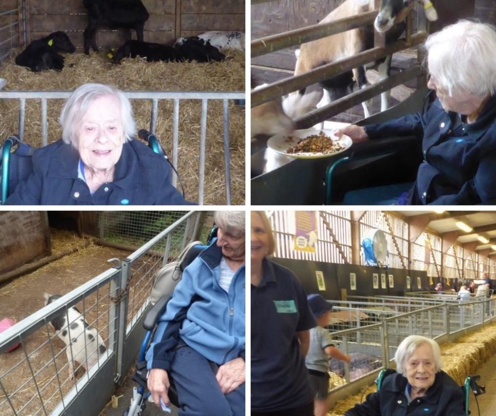 collage of care home residents at a farm with animals