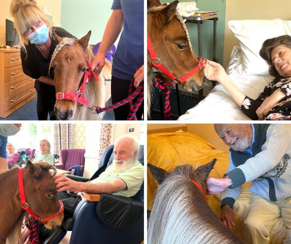 collage of nursing home residents petting therapy horse