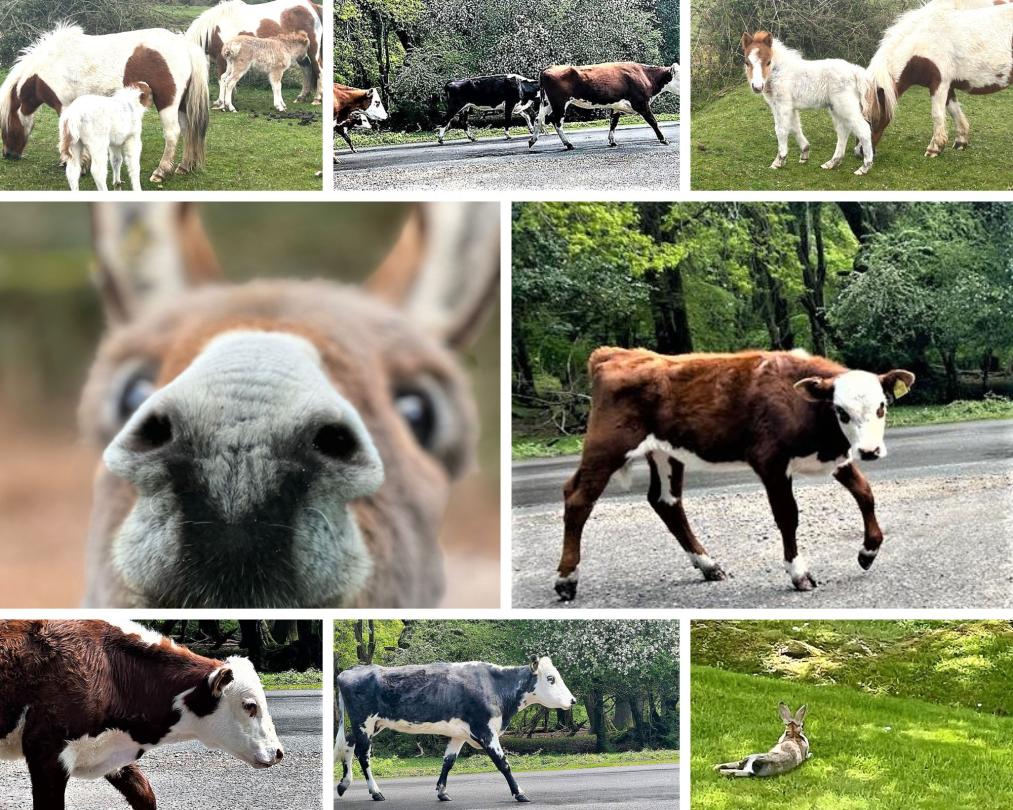 A collage of the beautiful surroundings of the New Forest care home