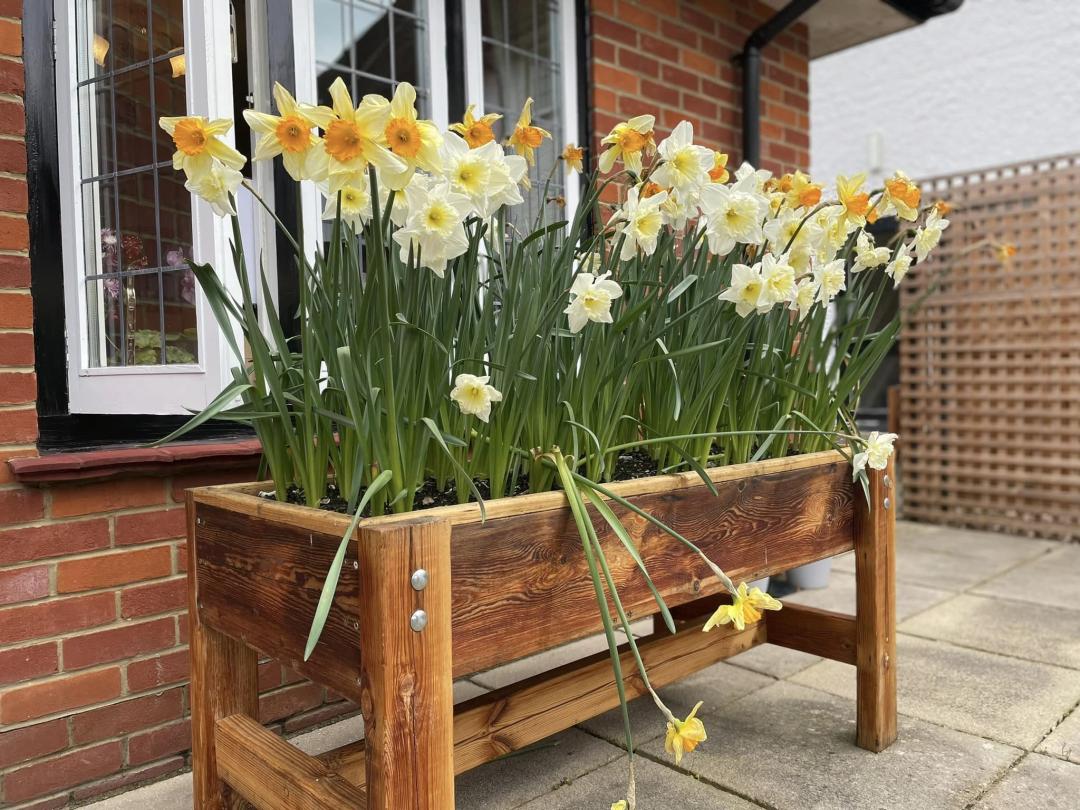 Daffodils blooming at Allegra Cares New Forest Home