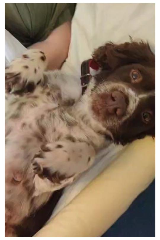 Umber the dog