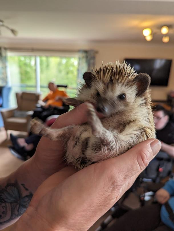 baby animals visit Waverley Lodge