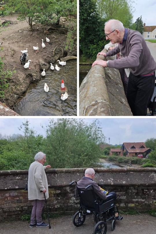 Residents feeding the local ducks