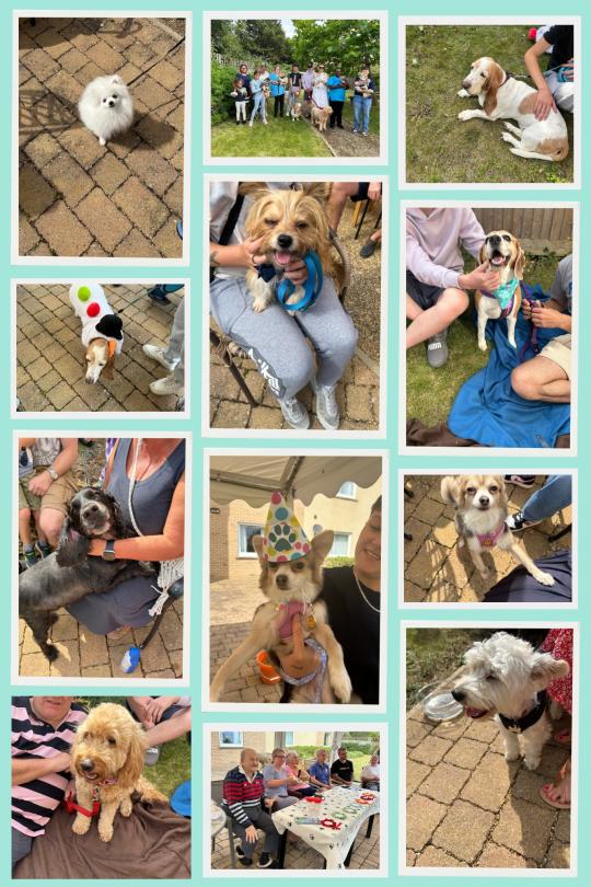 A collage of photos from the dog show