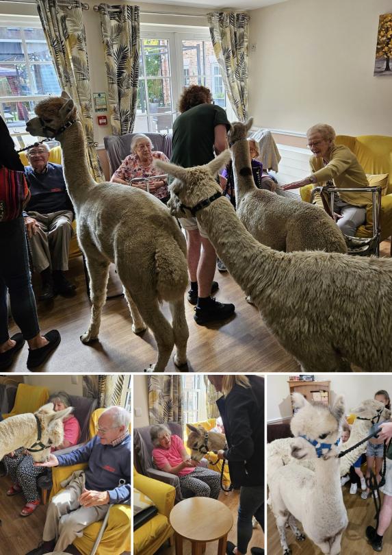 Alpacas visiting the residents at Magdalen House Care Home