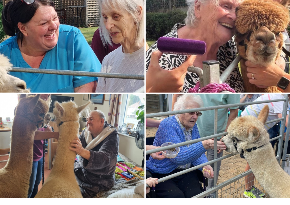 Residents enjoying meeting the Alpacas