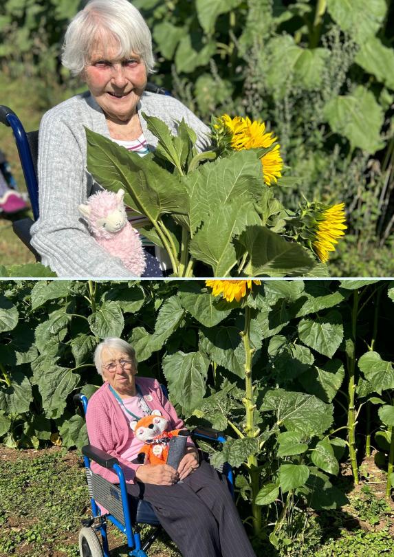 Cedar Lawn Resident amongst the sunflowers