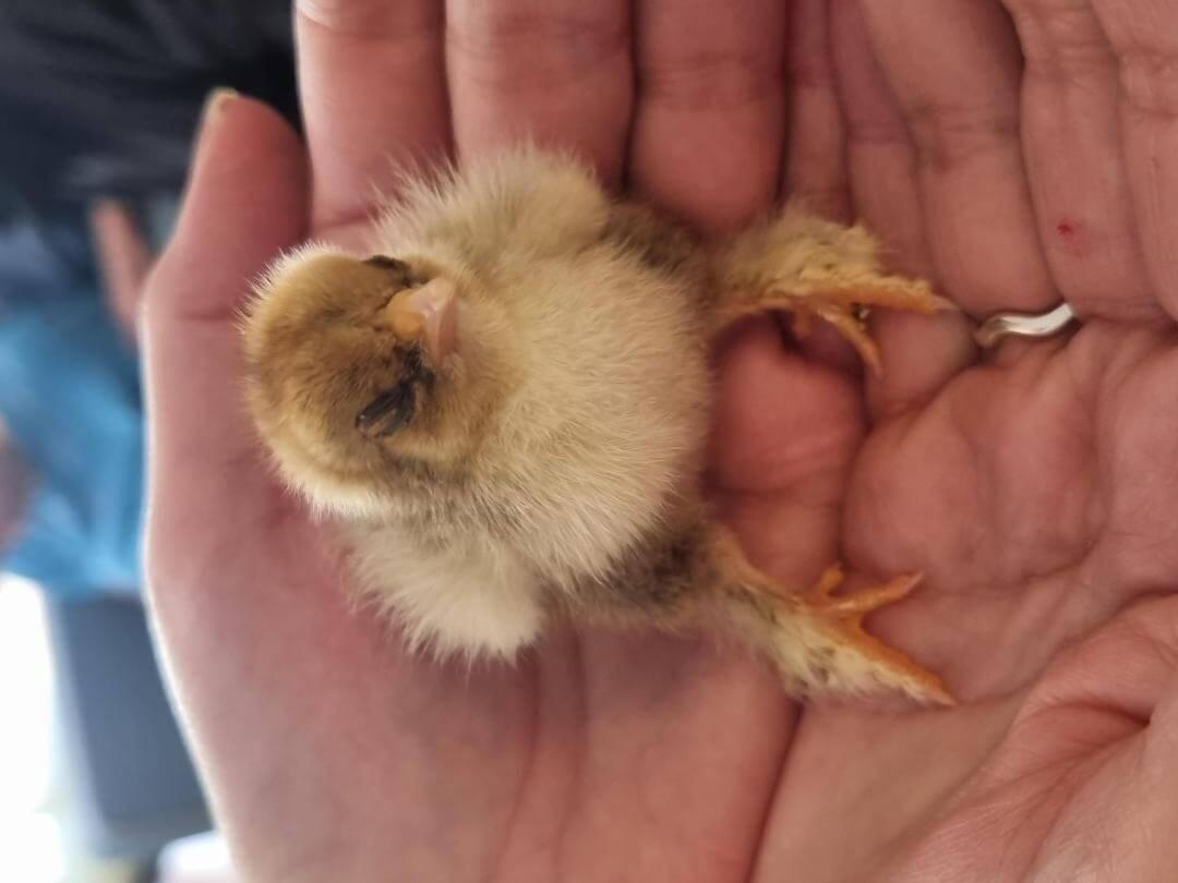 a little chick visited Dunwood Manor