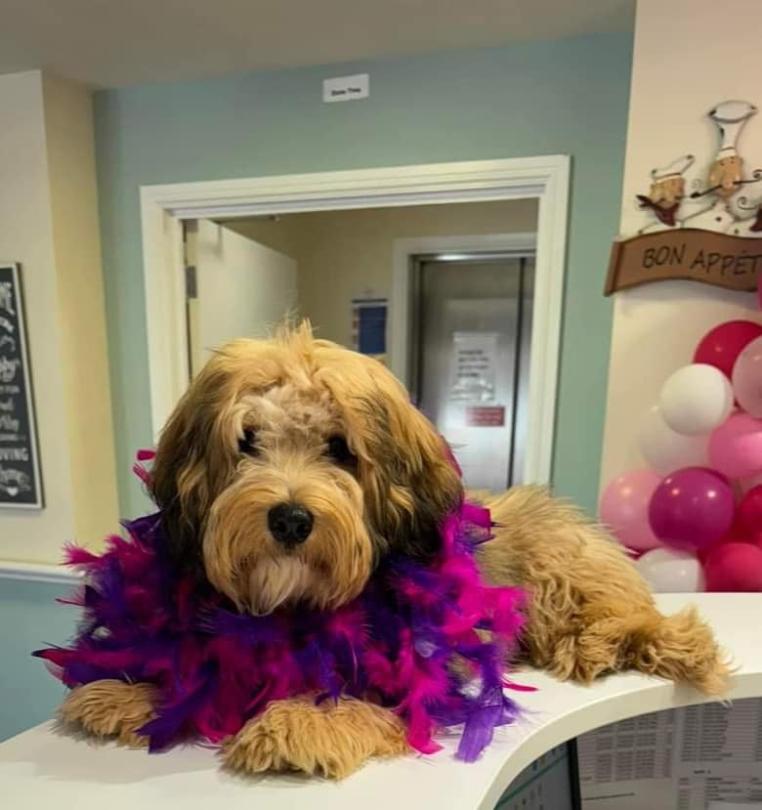 Even Angus the dog wore pink
