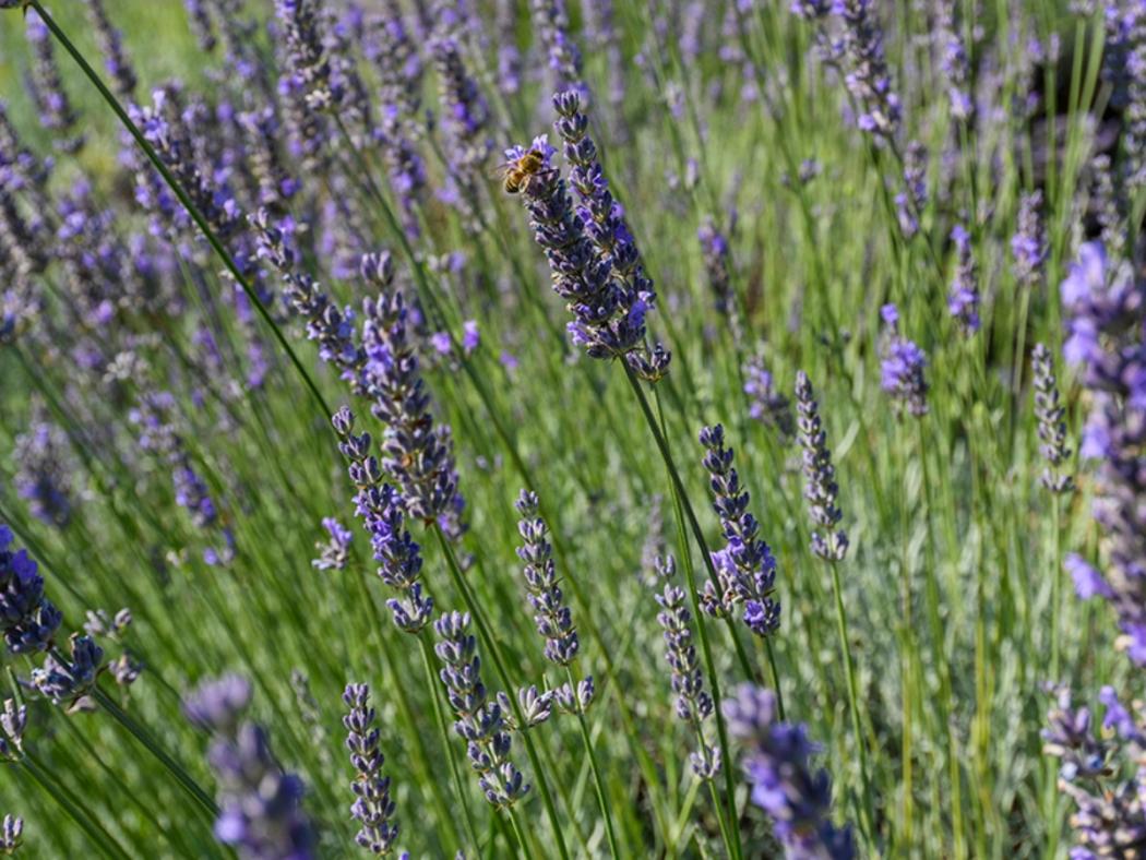 Lavender plants with a bee on one of the plants