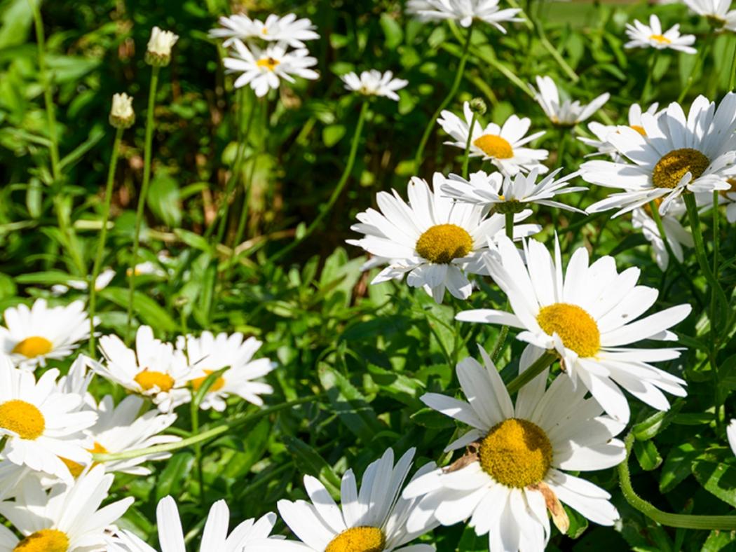 Close up of white flowers 