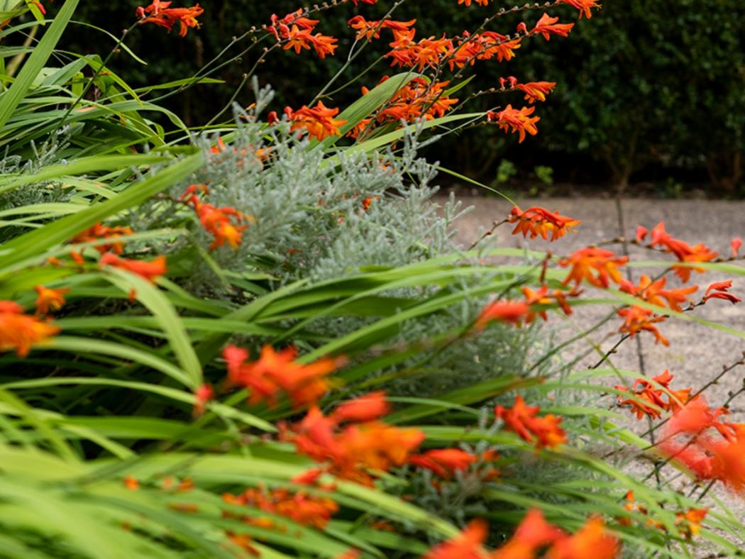 Image of orange flowers