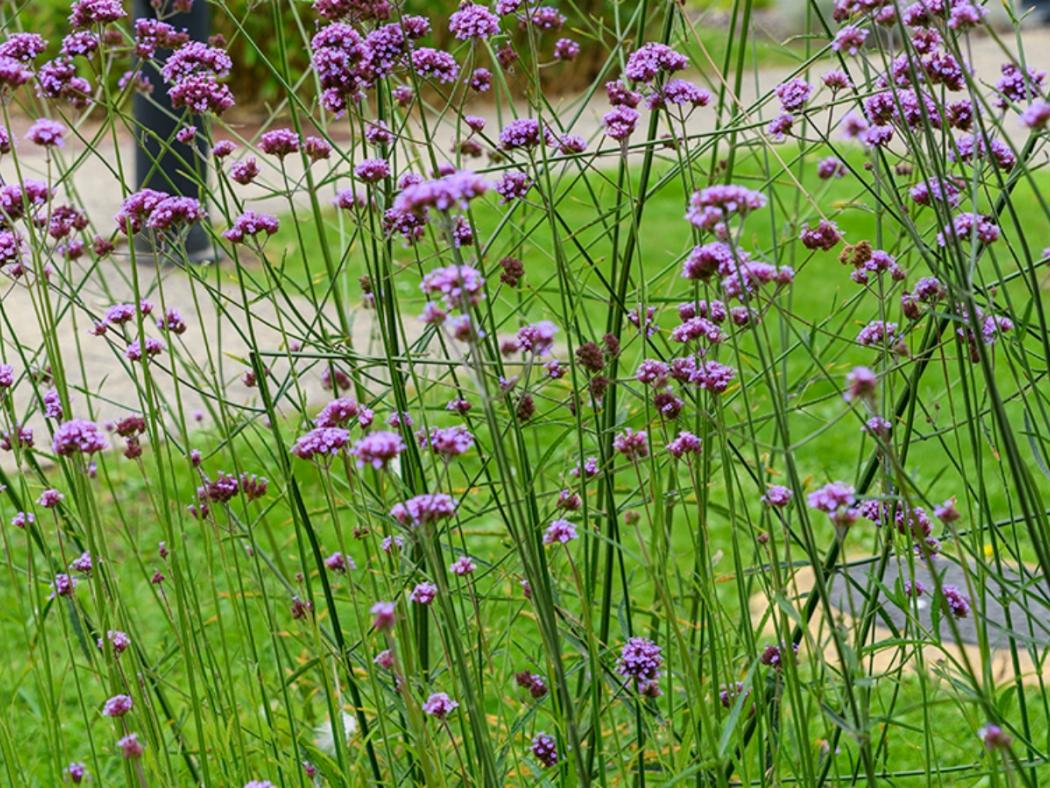Lavender plants 