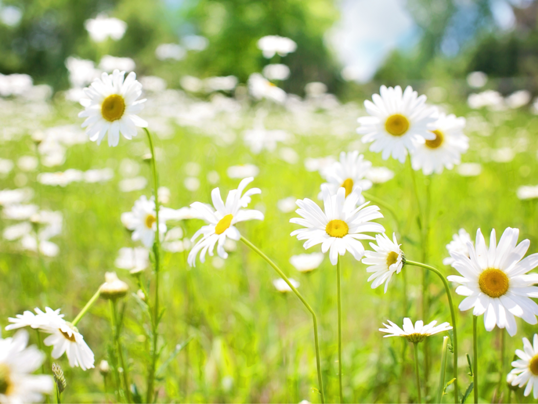 daisy