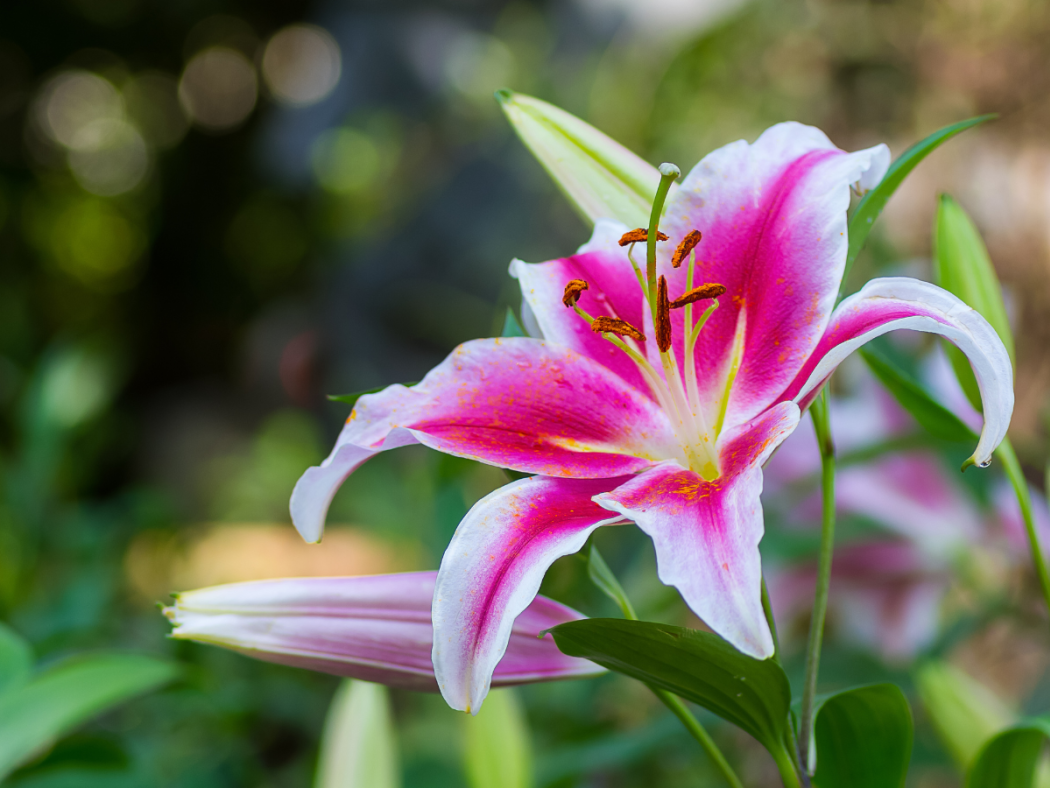 lilly