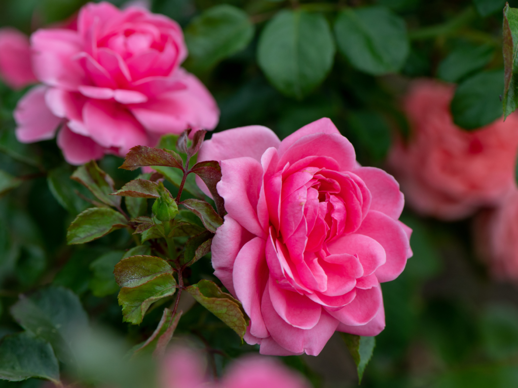 flowers pink