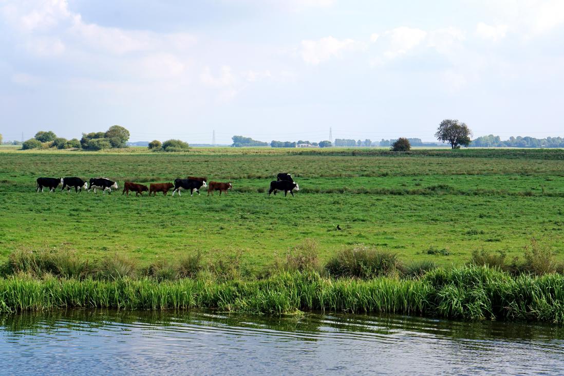 Green fields with cows grazing by a river 