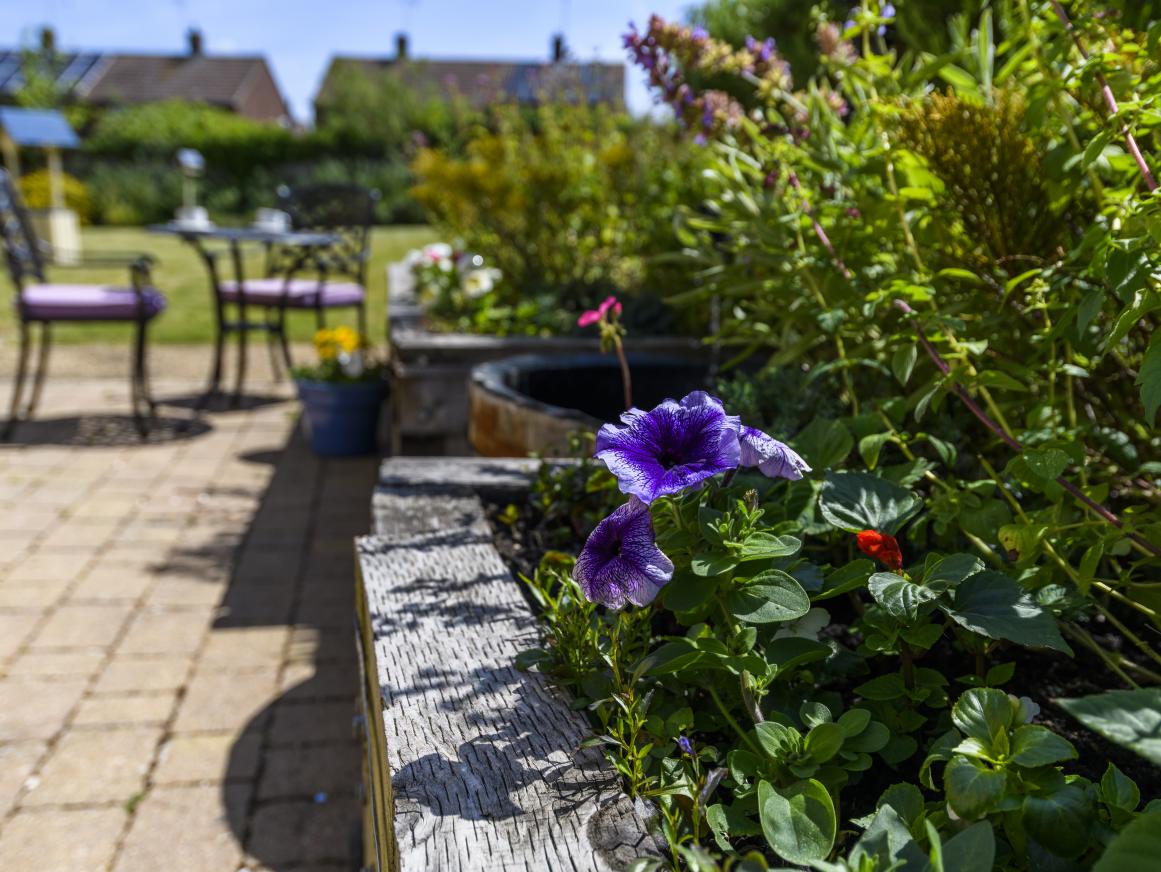 purple flower in garden of Cherry Blossom Care Home