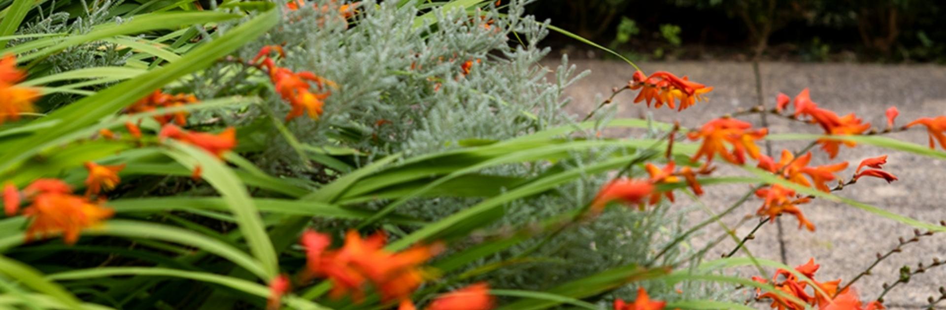 image of orange flowers 