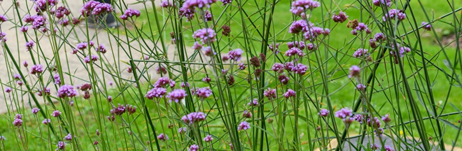 macro image of lavender plants