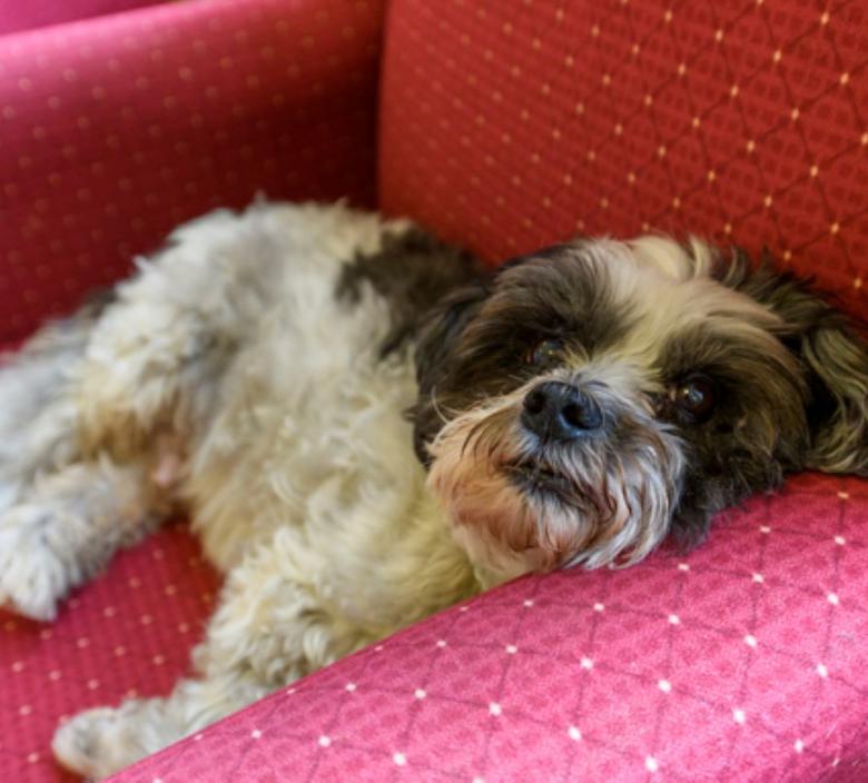 Dog laid on a sofa