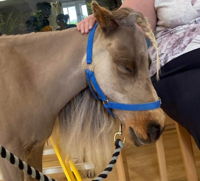 image of therapy horse visiting nursing home