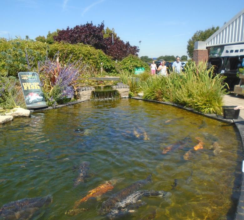 fish pond in an aquatics centre