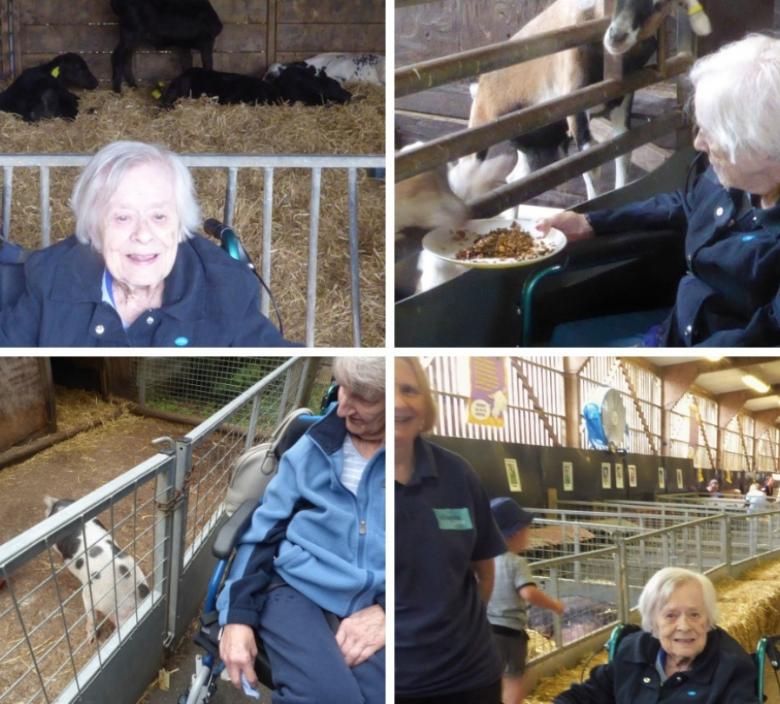 collage of care home residents at a farm with animals