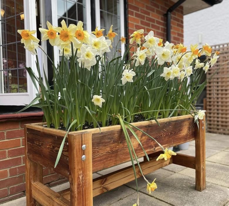 Daffodils blooming at Allegra Cares New Forest Home