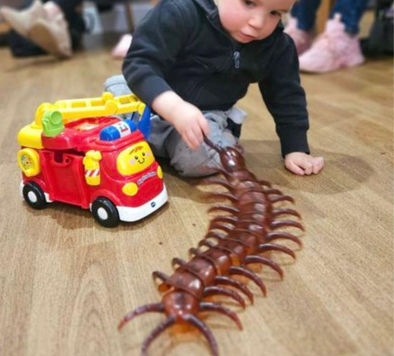 playing with a toy millipede