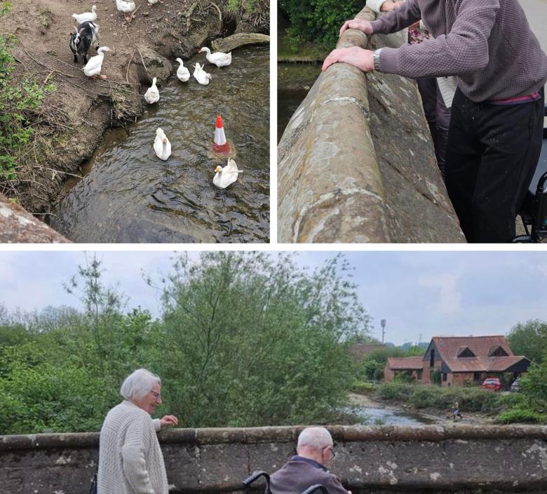 Residents feeding the local ducks