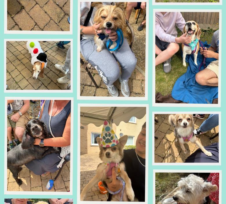 A collage of photos from the dog show
