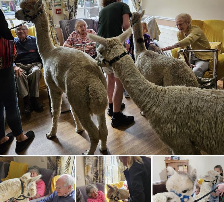 Alpacas visiting the residents at Magdalen House Care Home