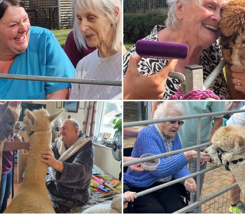 Residents enjoying meeting the Alpacas