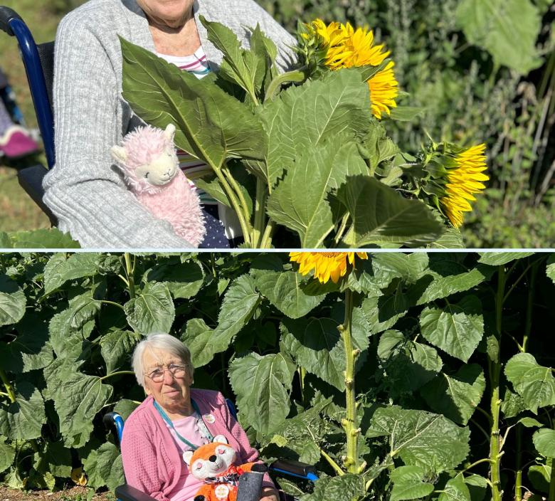 Cedar Lawn Resident amongst the sunflowers
