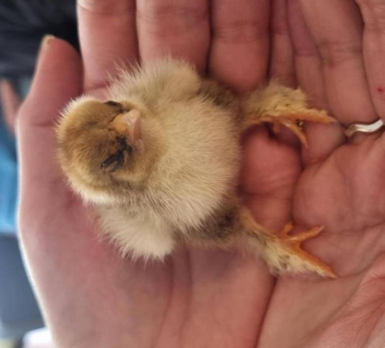 a little chick visited Dunwood Manor