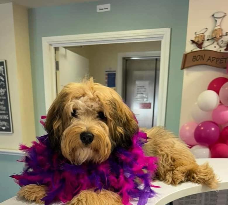 Even Angus the dog wore pink