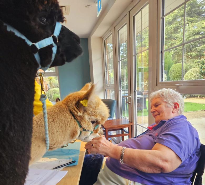 Alpacas saying hello to Jean