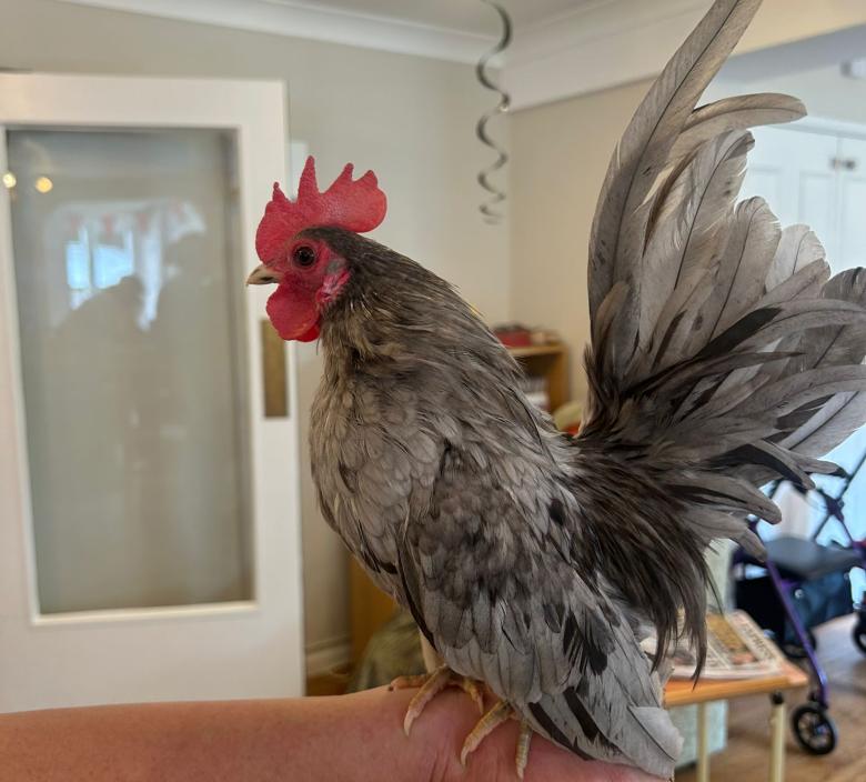 One of the wonderful feathered visitors to Dunwood Manor