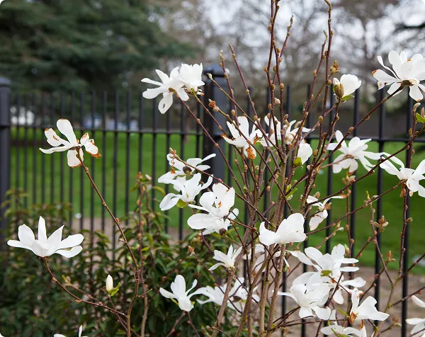 dementia care flowers