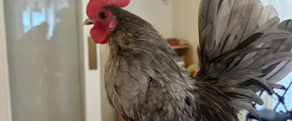 Dunwood Manor Residents Welcome Adorable Animal Visitors
