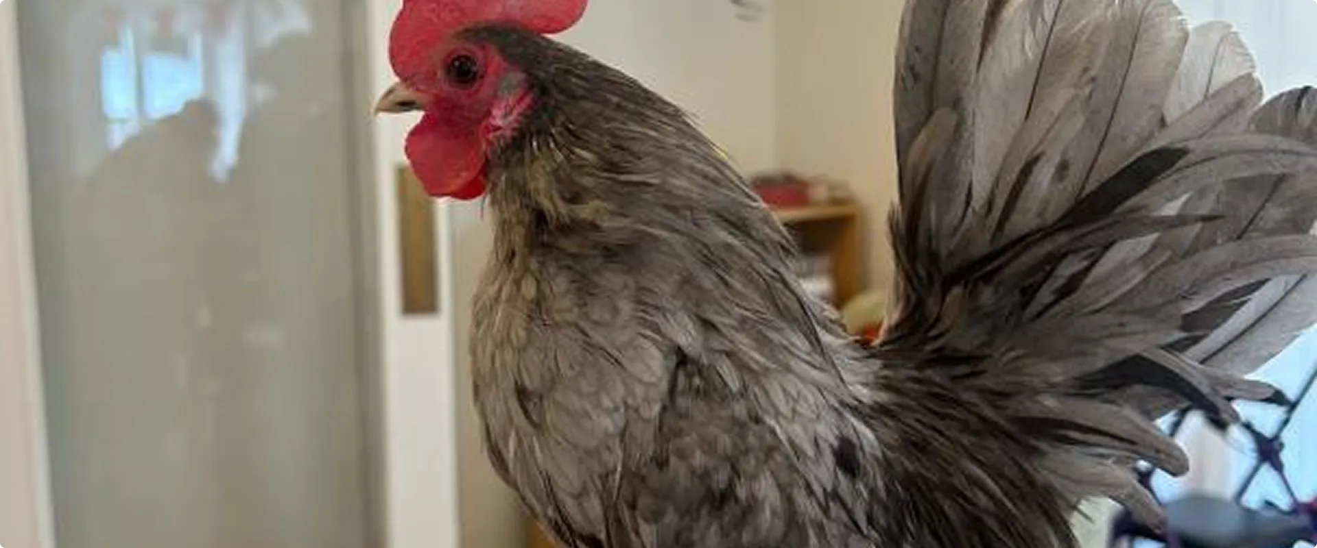 Dunwood Manor Residents Welcome Adorable Animal Visitors