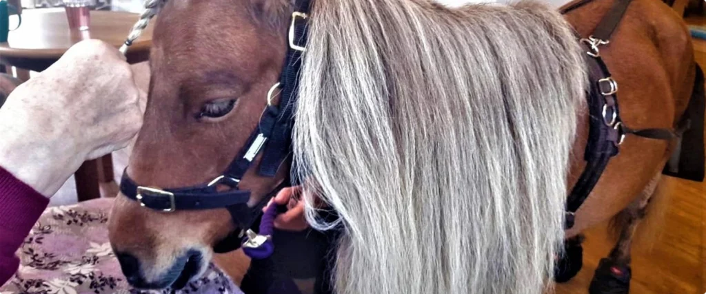 Kelloggs the Miniature Horse