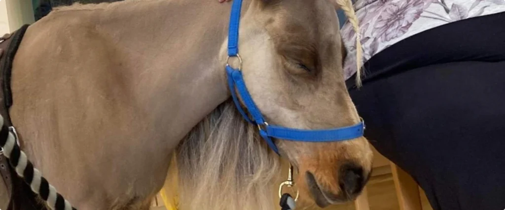 Allegra care therapy horse waverley lodge